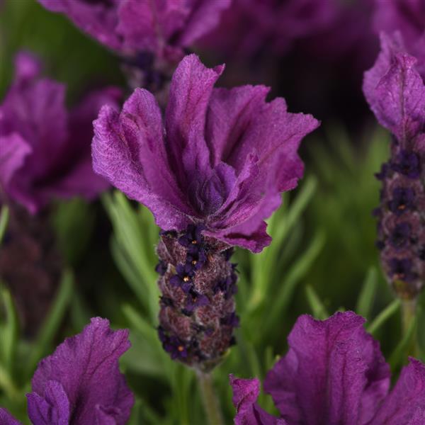 Lavender stoechas 'Anouk Doublescape' - photo courtesy of Ball Seed
