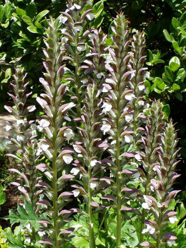 Acanthus mollis - Bear's Breeches- Photo courtesy of Missouri Botanical Garden