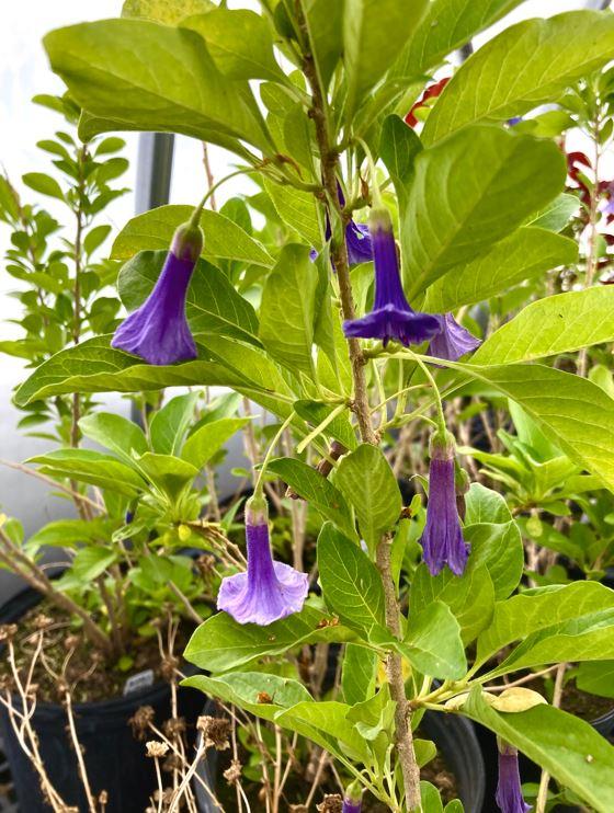 Iochroma australe - Blue Angel's Trumpet from Rush Creek Growers
