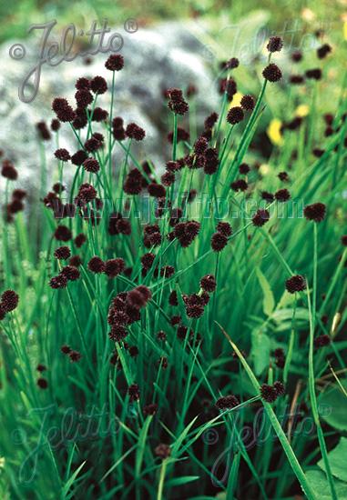 Juncus ensifolius 'Flying Hedgehogs' - photo courtesy of Jelitto seeds