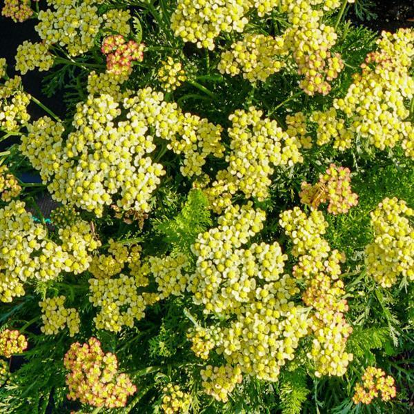 Achillea Milly Rock™ 'Yellow' - photo courtesy of Ball Seed