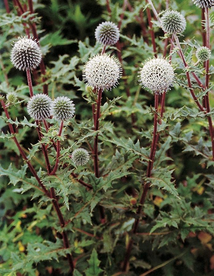 Echinops sphaerocephalus 'Arctic Glow' - Globe Thistle photo courtesy of Garden Center Marketing