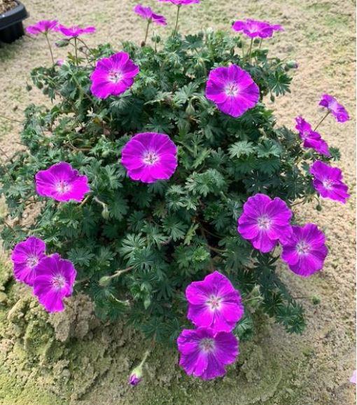 Geranium Frivolius™ 'Purple' - Cranesbill photo courtesy of Growing Colors