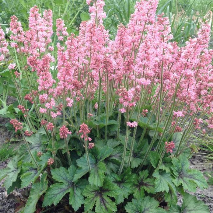Heucherella 'Pink Revolution' - Foamy Bells from photo courtesy of Garden Center Marketing