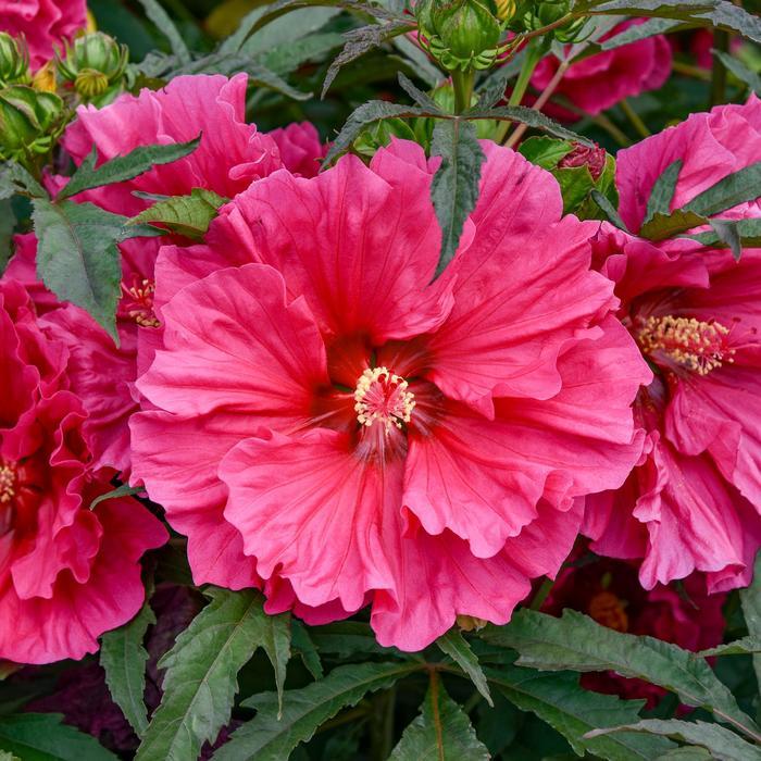 Hibiscus 'Watermelon Ruffles' - Hardy Hibiscus photo courtesy of Garden Center Marketing