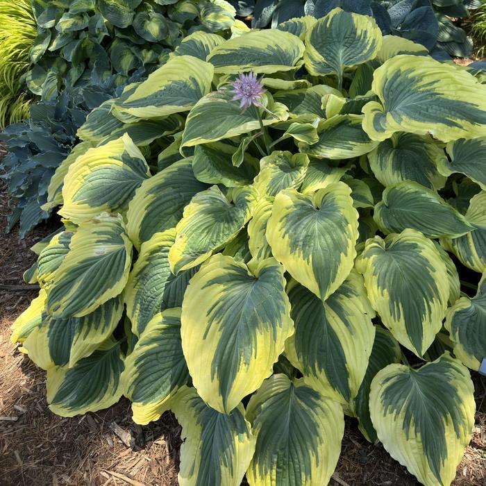 Hosta 'Trendsetter' - Plantain Lily photo courtesy of Garden Center Marketing