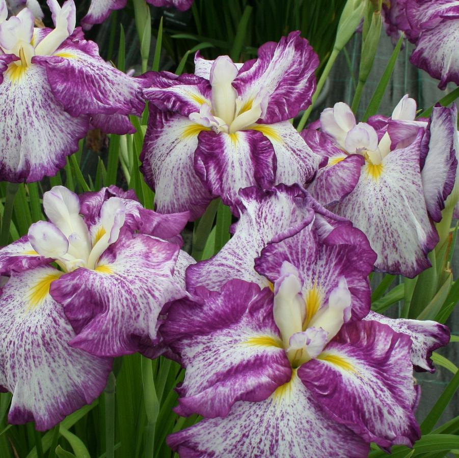 Iris ensata Dinner Plate™ 'Harlequinesque' - Japanese Iris photo courtesy of Growing Colors