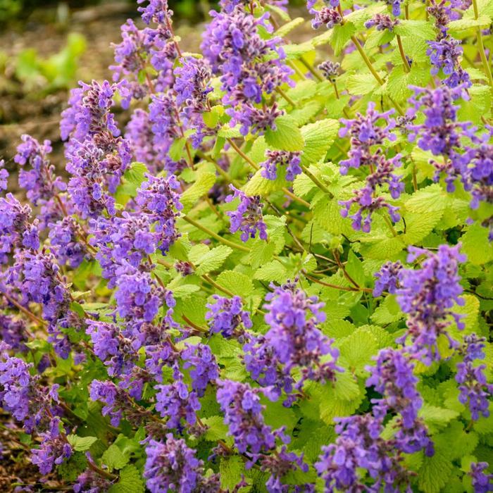 Nepeta 'Chartreuse on the Loose' - Catmint photo courtesy of Garden Center Marketing