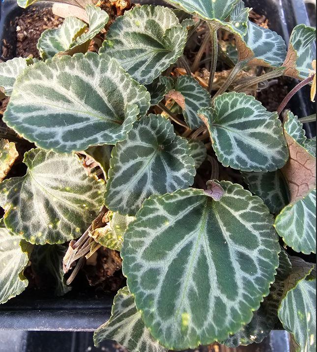 Viola coreana 'Sylettas' - Cyclamen Leaf Violet from Rush Creek Growers