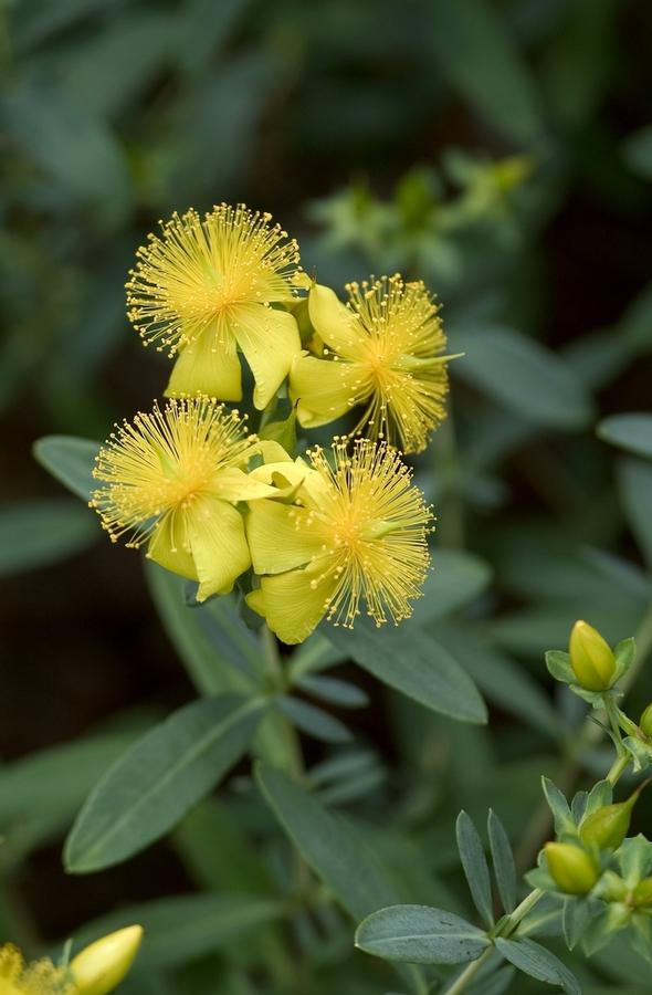 Hypericum kalmianum - Kalm's St. John's Wort photo courtesy of Garden Center Marketing