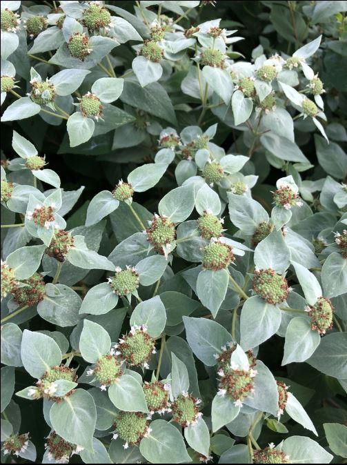 Pycnanthemum muticum - Clustered Mountain Mint photo courtesy of Mary Clock-Rust