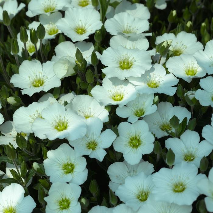 Arenaria montana 'Blizzard Compact' - Mountain Sandwort photo courtesy of Garden Center Marketing