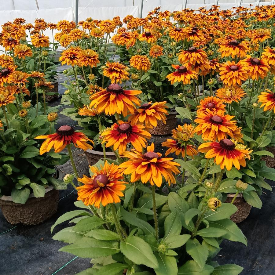Rudbeckia Sunbeckia® 'Graffiti Caramel' - from Rush Creek Growers
