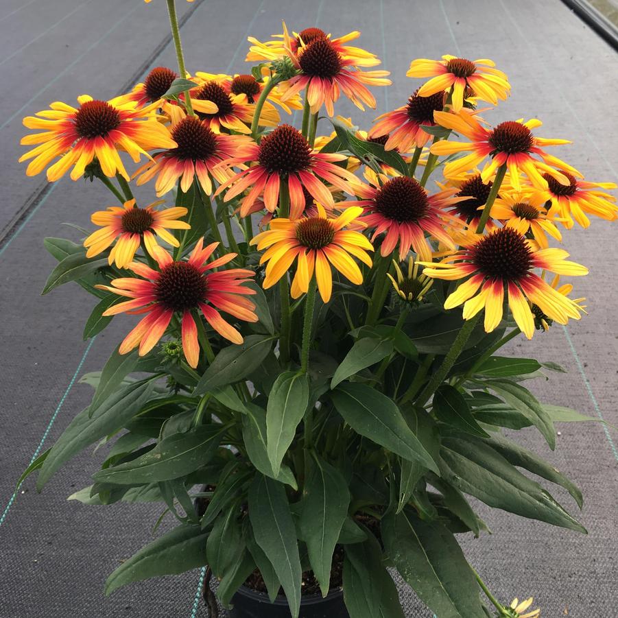 Photo courtesy of Growing Colors.