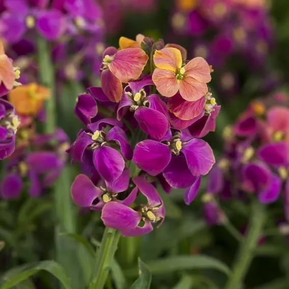 Photo courtesy of Syngenta Flowers.