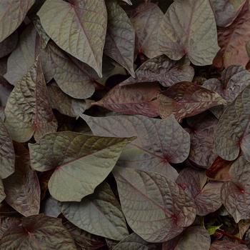 Photo courtesy of Garden Center Marketing