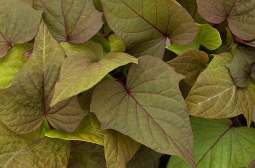 Photo courtesy of Quality Cuttings