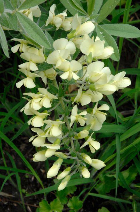 Photo courtesy of Prairie Moon Nursery
