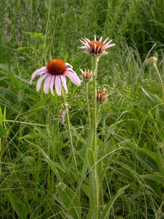 Photo courtesy of Prairie Moon Nursery

