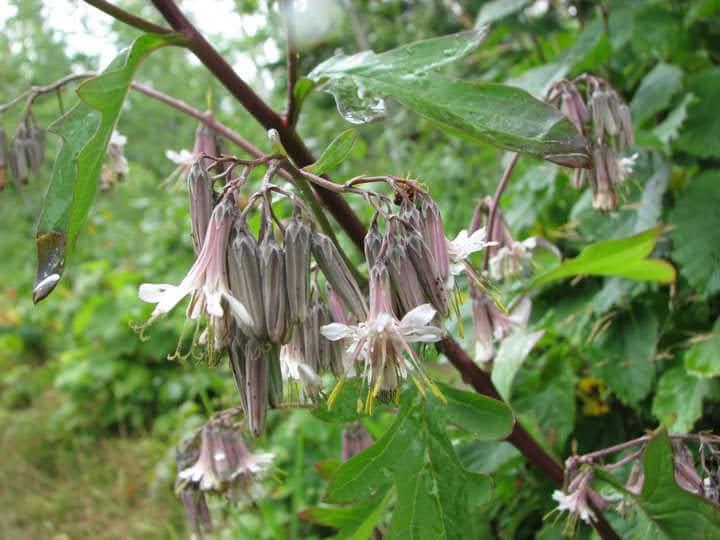 Prenanthes alba - Lion's Foot from Rush Creek Growers