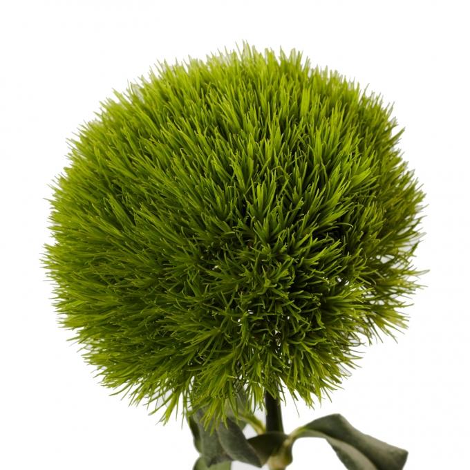 Photo courtesy of Selecta