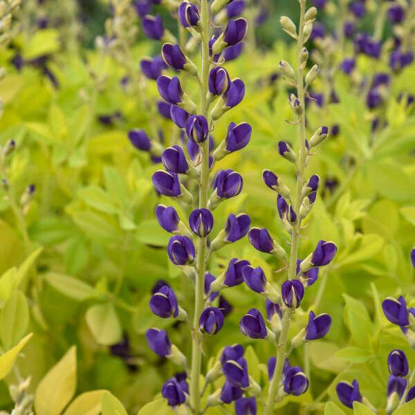 Baptisia 'Golden Anniversary' - False Indigo photo courtesy of Walters Gardens