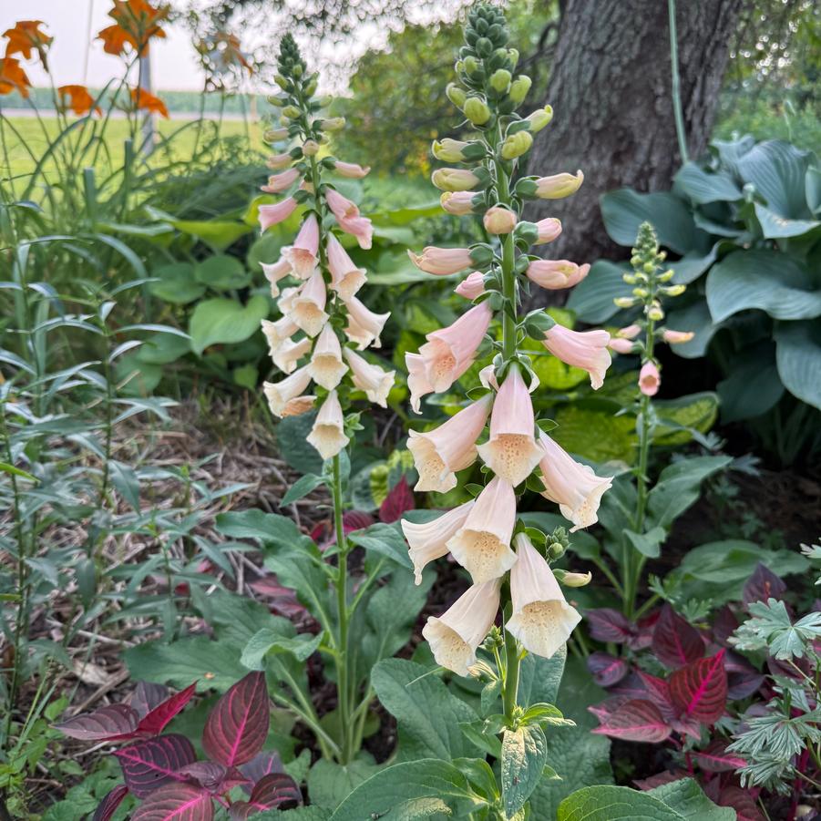 Digitalis purpurea 'Dottie Peach' - Foxglove from Rush Creek Growers