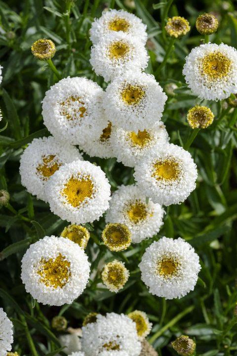 Leucanthemum superbum 'REALFOR® CC Real Tiny Bubbles' - photo courtesy of Plant Haven International. 