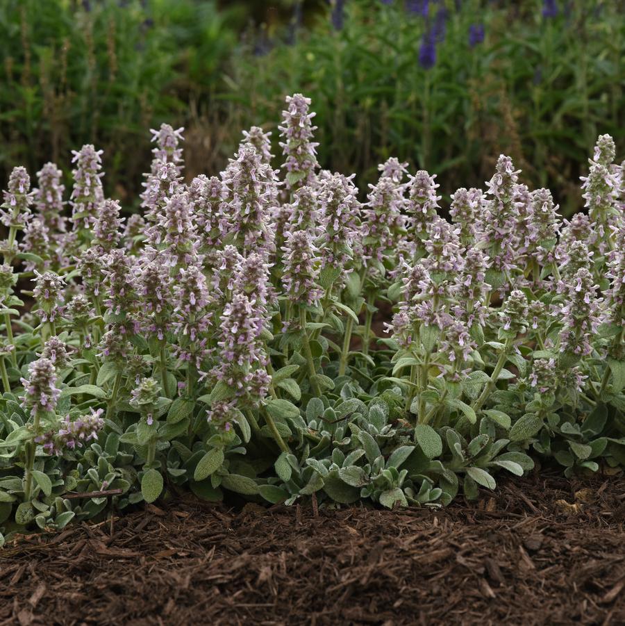 Stachys byzantina 'Little Lamb' - photo courtesy of Darwin Perennials.