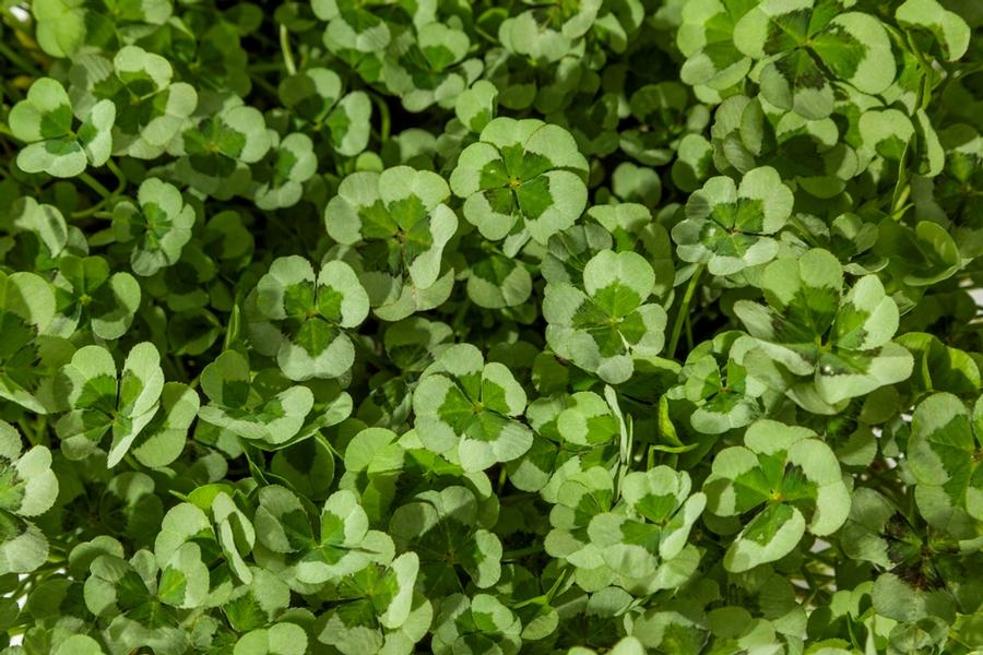 Photo courtesy of Green Fuse Botanicals