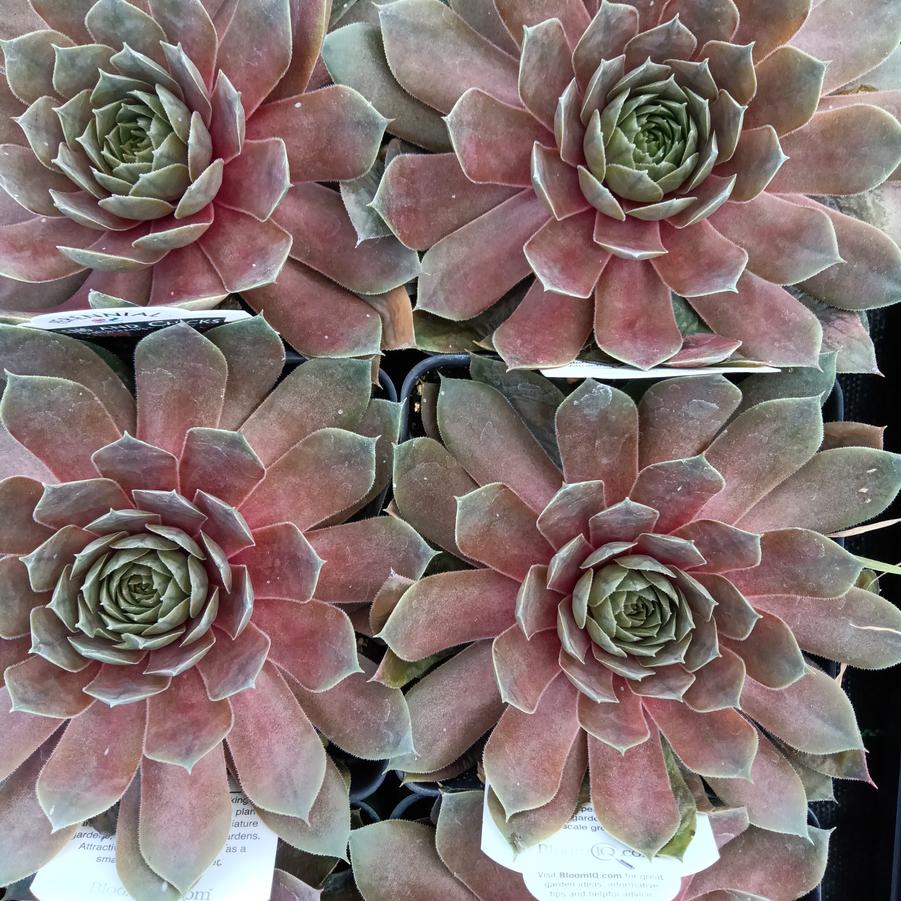 Sempervivum species 'Royal Ruby' - from Rush Creek Growers