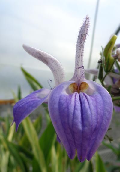 Brillantaisia subulugurica 