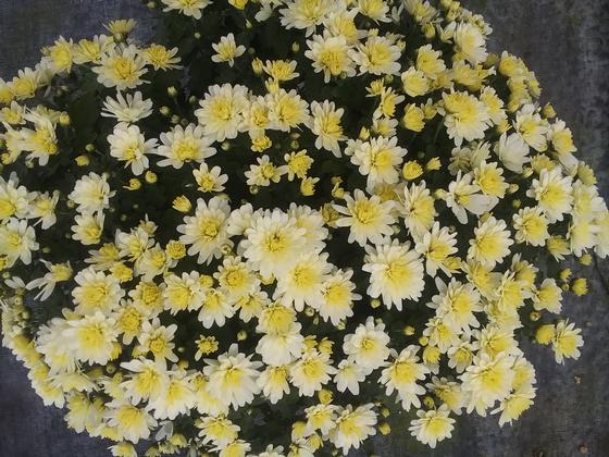 Mum Belgian 'Espero White' - from Rush Creek Growers