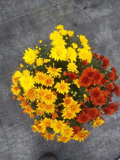 Mum Belgian 'Conaco Mix' - from Rush Creek Growers