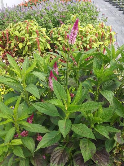 Celosia 'Cramer's Amazon' - Wheatstraw Celosia from Rush Creek Growers