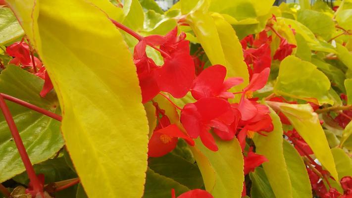 Begonia 'Canary Wings' - from Rush Creek Growers