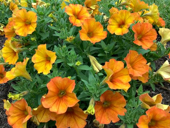 Petunia 'SuperCal® Premium Sunset Orange' - from Rush Creek Growers