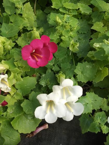 Lophospermum 'Lophos White' - NEW 2022 from Rush Creek Growers