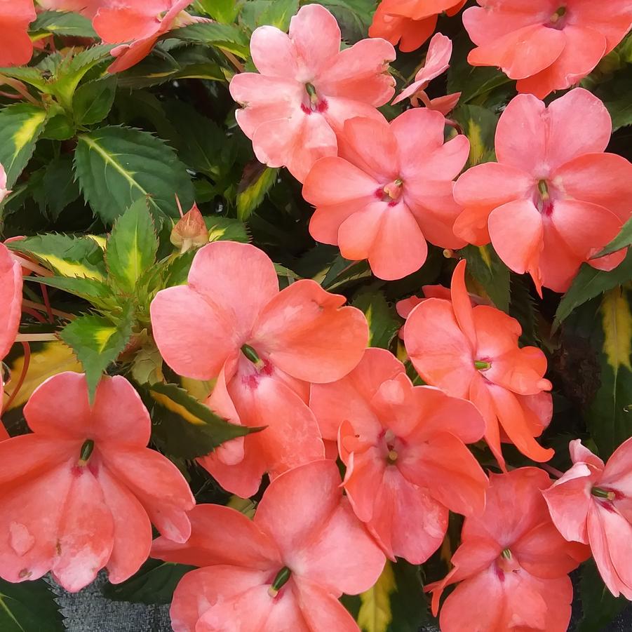 Impatiens SunPatiens® 'Vigorous Variegated Tropical Salmon' - from Rush Creek Growers