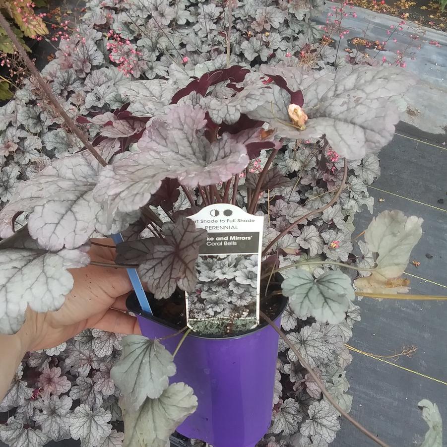 Heuchera 'Smoke & Mirrors' - Coral Bells from Rush Creek Growers