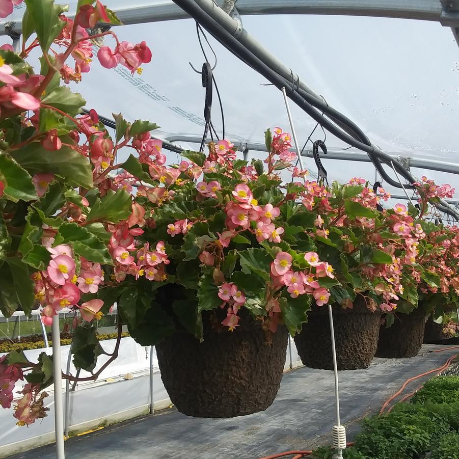 Begonia 'Hula™ Pink' - from Rush Creek Growers