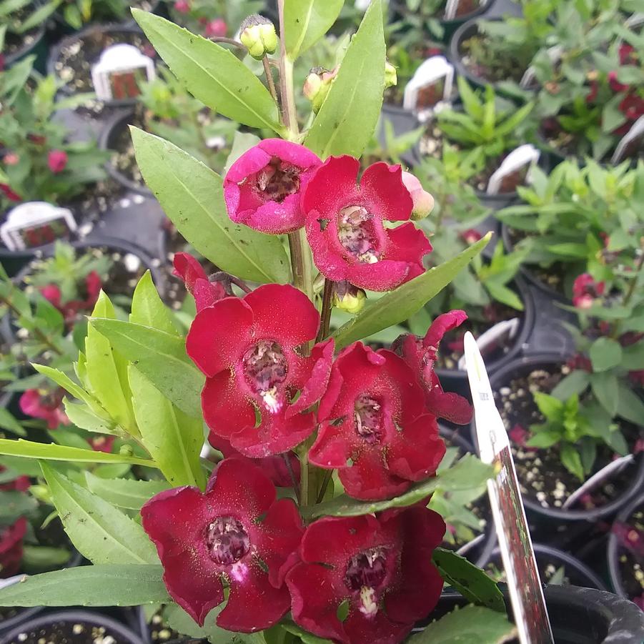 Angelonia Archangel™ 'Ruby Sangria' - Angelonia from Rush Creek Growers
