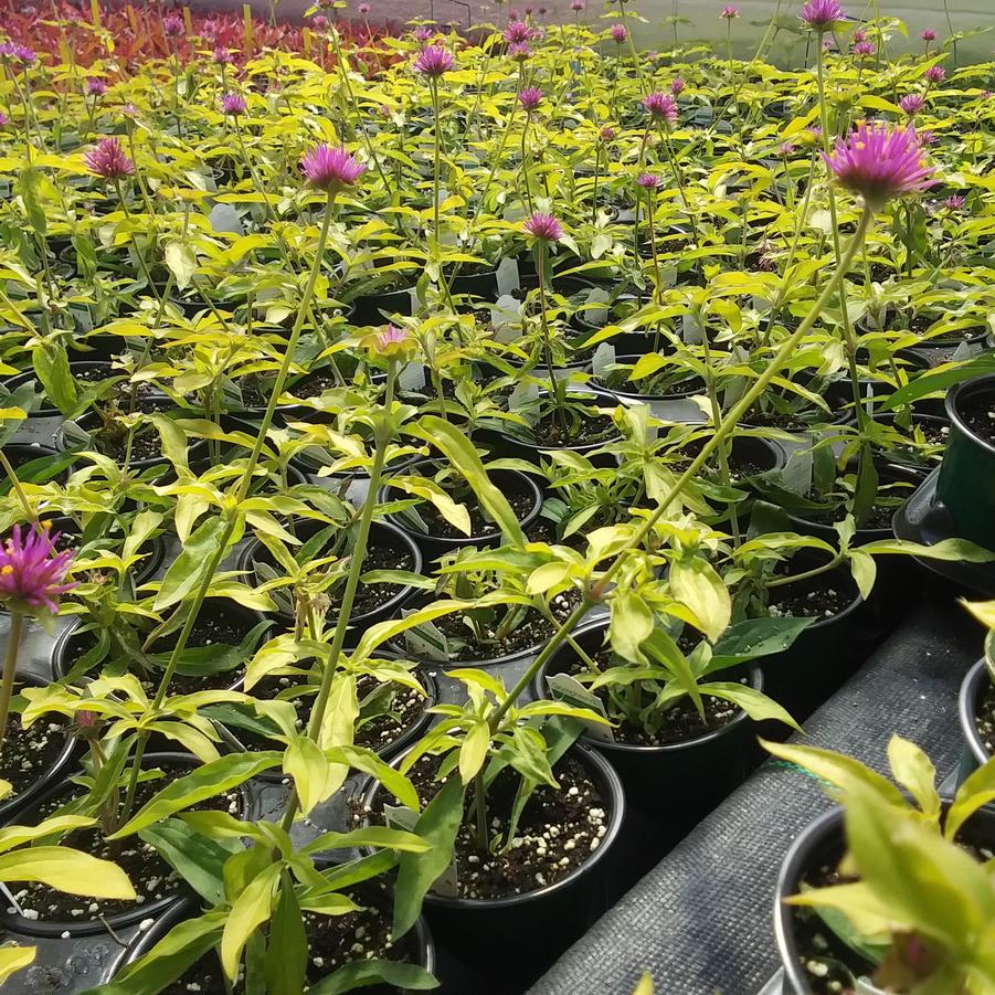 Gomphrena globosa 'Cosmic Flare' - Globe Amaranth from Rush Creek Growers