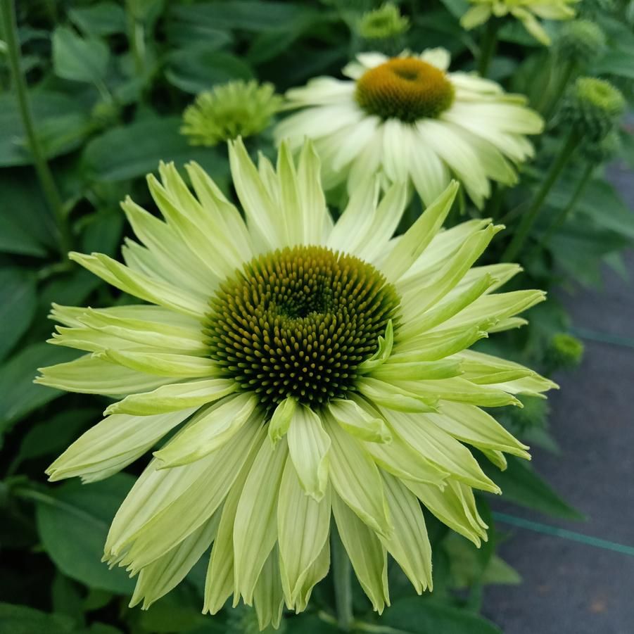 Echinacea Sunseekers® 'Apple Green' - Coneflowers from Rush Creek Growers