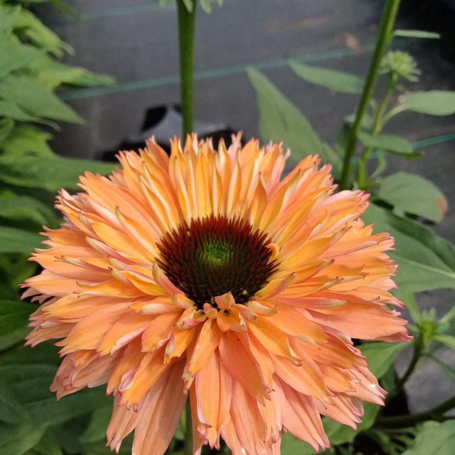 Echinacea Sunseekers® 'Pumpkin Pie' - Coneflowers from Rush Creek Growers