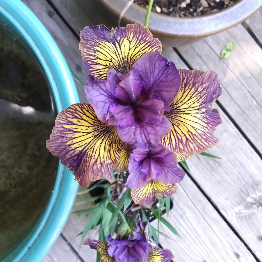 Iris Sibirica 'Purring Tiger' - Siberian iris from Rush Creek Growers