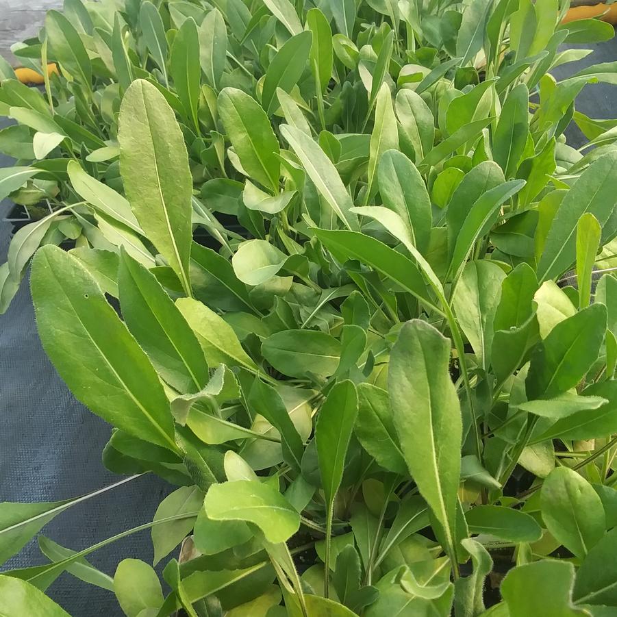 Isatis tinctoria - Dyer's Woad from Rush Creek Growers