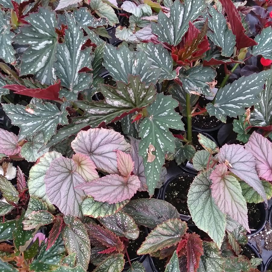 Begonia 'Angel Wing Mix' - from Rush Creek Growers