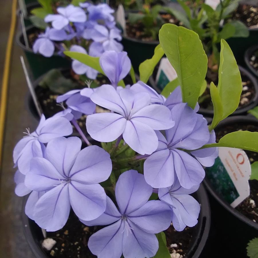 Plumbago 'Imperial Blue' - from Rush Creek Growers