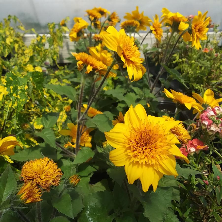Helianthus annus Sunfinity® 'Double Yellow' - from Rush Creek Growers